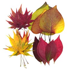 솔체압화 단풍종합팩22p 라알락단풍 빨강 노랑단풍잎 화살나뭇잎 압화공예