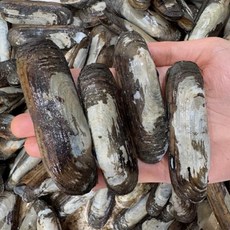 광양 순천 가리 맛조개 1kg 40-50미 산소포장