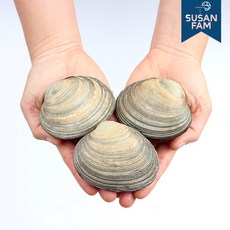 산지직송 거제도 자연산 생물 활 개조개 대합 조개 개조개살 1kg, 중 1kg 약10-13미, 1개