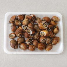 자숙 범고동 고둥 손질 자숙고둥, 1개, 500g