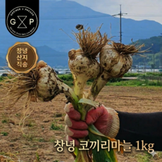 GXP 코끼리마늘 대왕마늘 생마늘 1kg 1개