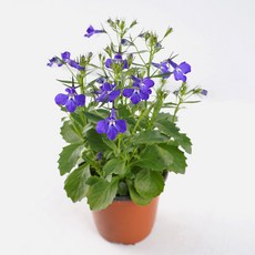 갑조네 로벨리아 노벨리아 봄꽃, 1개, 단일