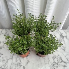 초록레몬타임 타임모종 허브타임 초록허브타임 3+1, 4개