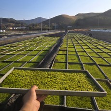 양지이끼 30x60cm 프리미엄 모판 - 공기정화 반려식물 고급 전원주택 가드닝을 위한 수직 이끼 정원, 1개