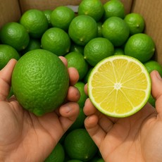 [재구매율1위] 상큼한 과즙 가득 생 라임, 1개, 상큼 라임 (중과) 10과