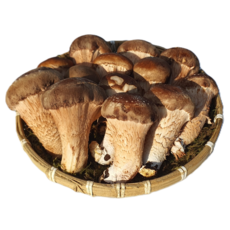 [저온예냉 농장직판] 국내산 참송이버섯 무농약 인증, 1박스, 못난이 500g