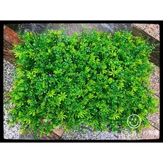 蛋叔叔 仿真植物拼裝大草皮 蕨類草皮地毯地墊背景地衣園藝, 1個