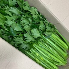 산정마을 국내산 샐러리, 1개, 2kg