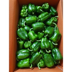 단단한 청피망 1kg, 1개