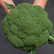 제주 햇 브로콜리 1kg 2kg