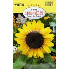 天星牌 矮性向日葵種子 Dwarf Sunflower 穗耕種苗, 1包