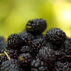 자연애 산청 햇오디, 1개, 4kg(1kg*4)