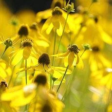 삼잎국화 씨앗 10립 소포장, 1개