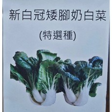 野菜部屋 新白冠矮腳奶油白菜種子 特選種, 1包