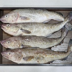 국내산 급냉 대구, 1개, 3kg