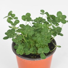 마이플랜트 네잎클로버 소형 관엽식물 네잎클로바, 1개