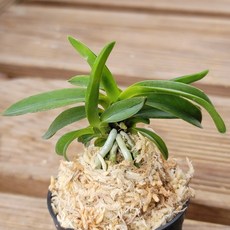 [금비농원] 대파청해/부귀란 소엽풍란 석부작 목부작 공기정화식물 풍란, 1개