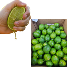 천연 멕시코 수입산 프리미엄 생 라임, 1개, 10과(약850g) 중과