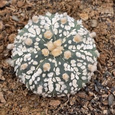 Astrophytum屬 仙人掌 實生兜 多肉植物盆栽 室內綠植 療癒系, 1個, 超兜x3