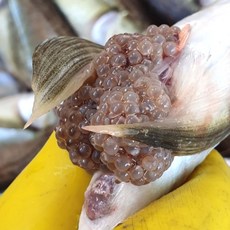 [동해직송]고소한 급냉 도루묵 알배기도루묵 암수랜덤, 1개, 500g