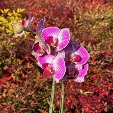 호접난 호접란 서양난 쌍대 진핑크 만천홍 대성식물, 1개, 08. 식재세트_진핑크 쌍대
