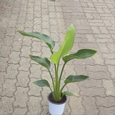 여인초 중품 공기정화 극락조 그린식물팜, 1개