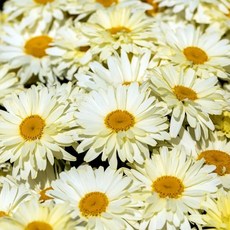 [큐가든] 샤스타 데이지 숙근 바나나크림 유럽직수입 류칸테뭄 노지월동 뿌리 구근 다년초, 1개