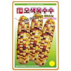 오색 찰옥수수씨앗 100립, 3개