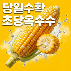 [당일수확] 초당 옥수수 고당도 생옥수수 산지직송, 5개, 특