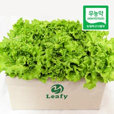 당일수확 유러피안 카이피라 상추 산지직송 무농약 샐러드 채소 / 리피, 1개, 500g