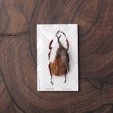 Eudicella smithi shiratica 꽃무지 건조표본 곤충표본 레진용 곤충, 미구분