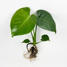 글라스가든 뿌리 흙 세척 몬스테라 1뿌리 수경재배 수중 실내공기정화 키우기 쉬운 식물 키우기, 1개