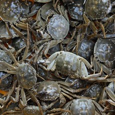 민물참게 자연산참게 게장 매운탕 노량진민물고기 직송, 민물참게 1kg대(냉동), 1개, 1kg