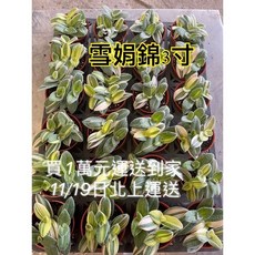 霏霏園藝雪娟錦3寸盆栽，獨特錦斑，易於照護，點綴您的生活空間, 1個