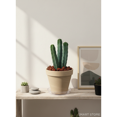 [살아있는푸른빛] 용신목 선인장 키우기 쉬운 반려식물, 식물만, 1개