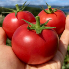 [산지직송한정초특가] 과육폭발 토마토 탄탄탱글 완숙토마토, 1박스, 2kg