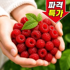 [꿀팜즈] 산딸기 생과 프리미엄 국내산, 1박스, 250g (250g*1팩)
