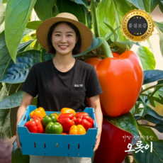 오롯이 국내산 못생겨도 맛있는 고당도 노랑 빨강 못난이 혼합 파프리카, 1박스, 1kg (일반용)