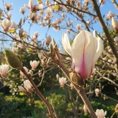 목하원예조경 신품종 목련나무 여명일출 접목1년생 묘목 봄꽃 정원 조경수 희귀 목련 노지월동 꽃나무, 단일, 1개