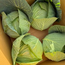 양배추 국내산 2통_통당 2kg내외 햇 양배추, 2개, 2kg