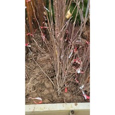 마가목 나무 실생 2년생 뿌리묘 3주 묶음 약용수, 1개