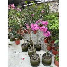 霏霏園藝 紅花風鈴木