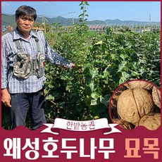 왜성 호두나무 묘목 185 3년생 2년생 1년생, 1개