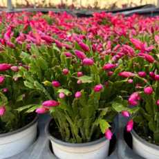 게발선인장 2개세트 가재발선인장 선인장, 2개