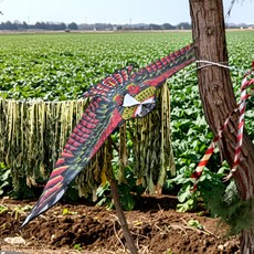 연날리기 새쫓는 독수리연 150cm, 1개