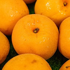 싱그러운 과즙으로 가득채운 상큼한 맛 하우스 살구, 1개, 중대과 900g (21과 내외)