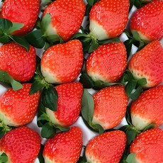 고당도 프리미엄 국산 설향 금실 홍희 킹스베리 생 딸기, 1개, 상 500g*1팩