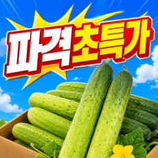 [파격초특가100박스만] 당일수확 산지직송 백다다기 백오이, 1박스, 5kg