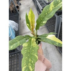 霏霏園藝斑葉火之戒蔓綠絨 獨特塊斑 易於照料 點亮居家空間, 一棵600元