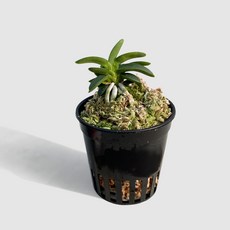 마이플랜트 천재 풍란 미니 동양난 화초 난초, 2개